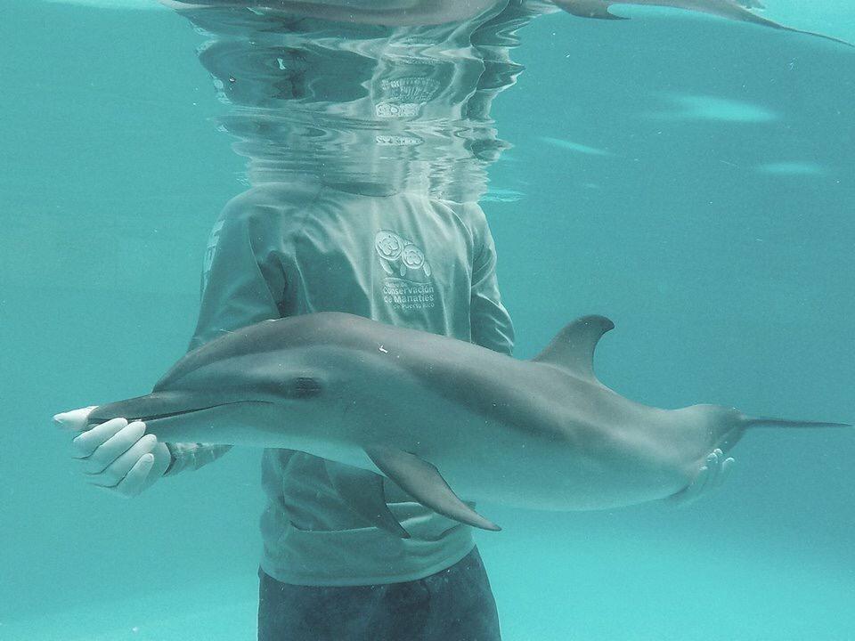 Especialistas marinos de la Interamericana rescatan cachorra delfín en Antigua